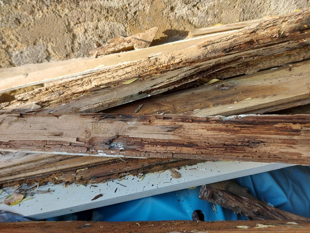 Pourriture cubique provoquée par de la mérule : le bois prend la forme de petits carrés